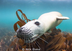 "Chocolate" the Atlantic Grey Seal in playful mood at Lun... by Nick Blake 